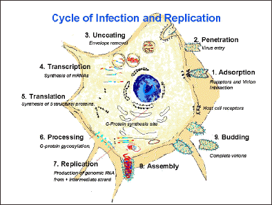 20110306-rabies cdc cycle.gif